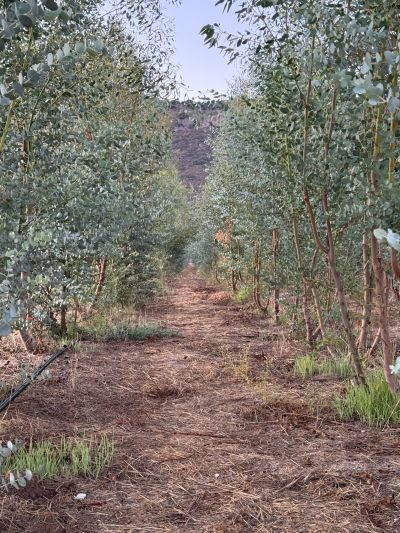 Contact us for wholesale Eucalyptus in Escondido, CA | Suncoast Botanicals Contact us for wholesale Eucalyptus in Escondido, CA | Suncoast Botanicals