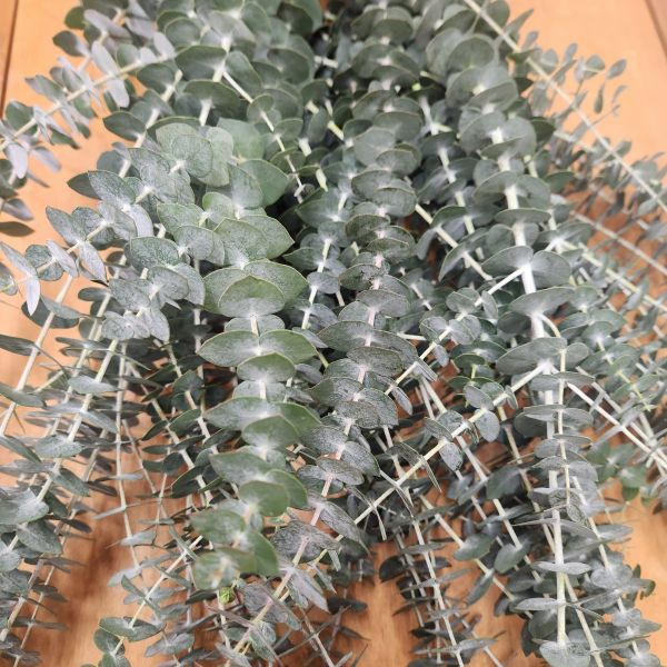 suncoastbotanicalsbabyblueeucalyptus2