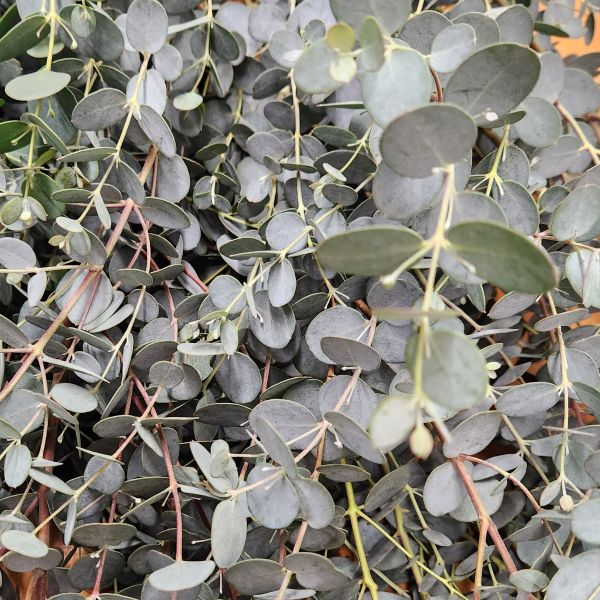 Cider Gum Gunni Closeup | Suncoast Botanicals