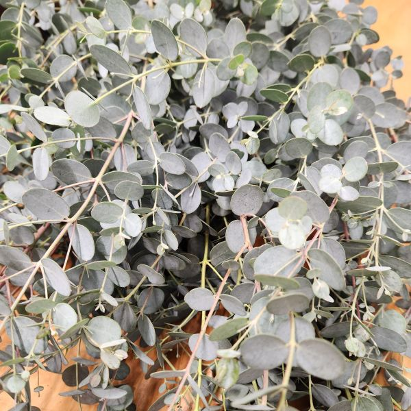 Cider Gum Gunni | Suncoast Botanicals