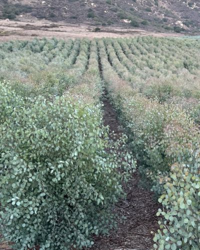 Suncoast Botanicals Eucalyptus rows on Farm in Escondido, CA | Suncoast Botanicals Suncoast Botanicals Eucalyptus rows on Farm in Escondido, CA | Suncoast Botanicals