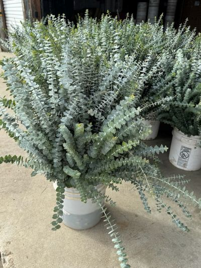 Contact us for wholesale fresh Eucalyptus | Suncoast Botanicals Contact us for wholesale fresh Eucalyptus | Suncoast Botanicals