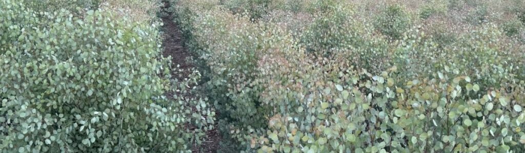 Eucalyptus Fields in Escondido, CA | Suncoast Botanicals Eucalyptus Fields in Escondido, CA | Suncoast Botanicals