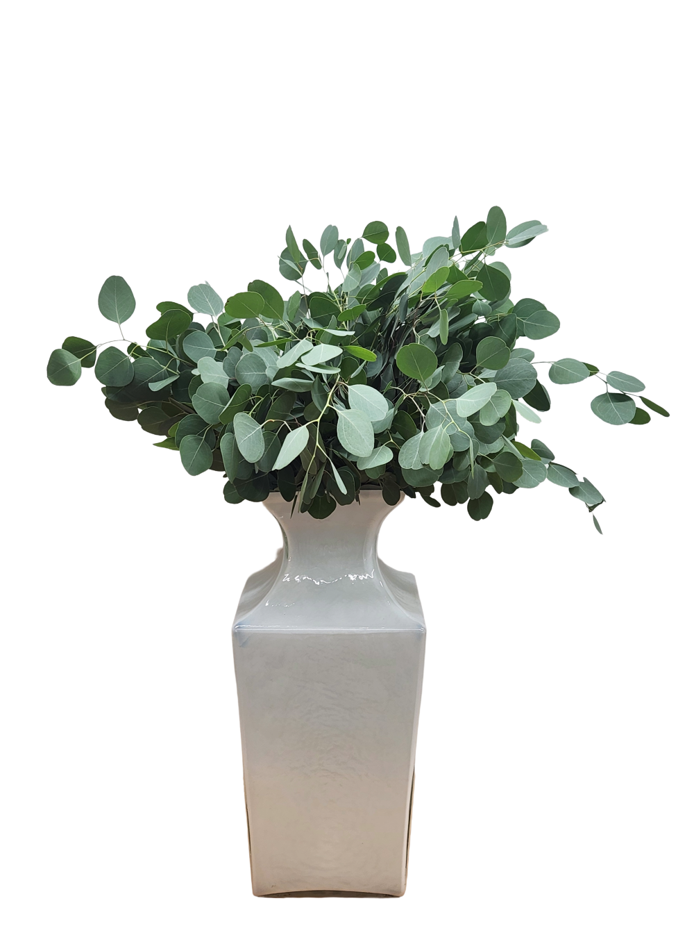 Silver Dollar Diamond Eucalyptus Polyanthemos | Suncoast Botanicals