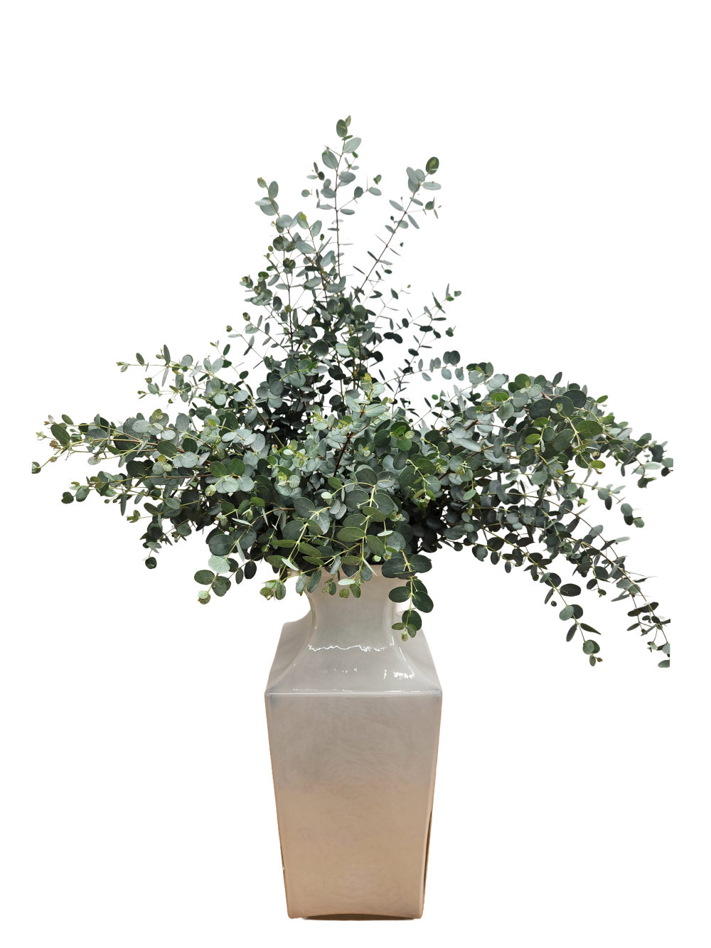 Cider Gum Eucalyptus Gunni | Suncoast Botanicals