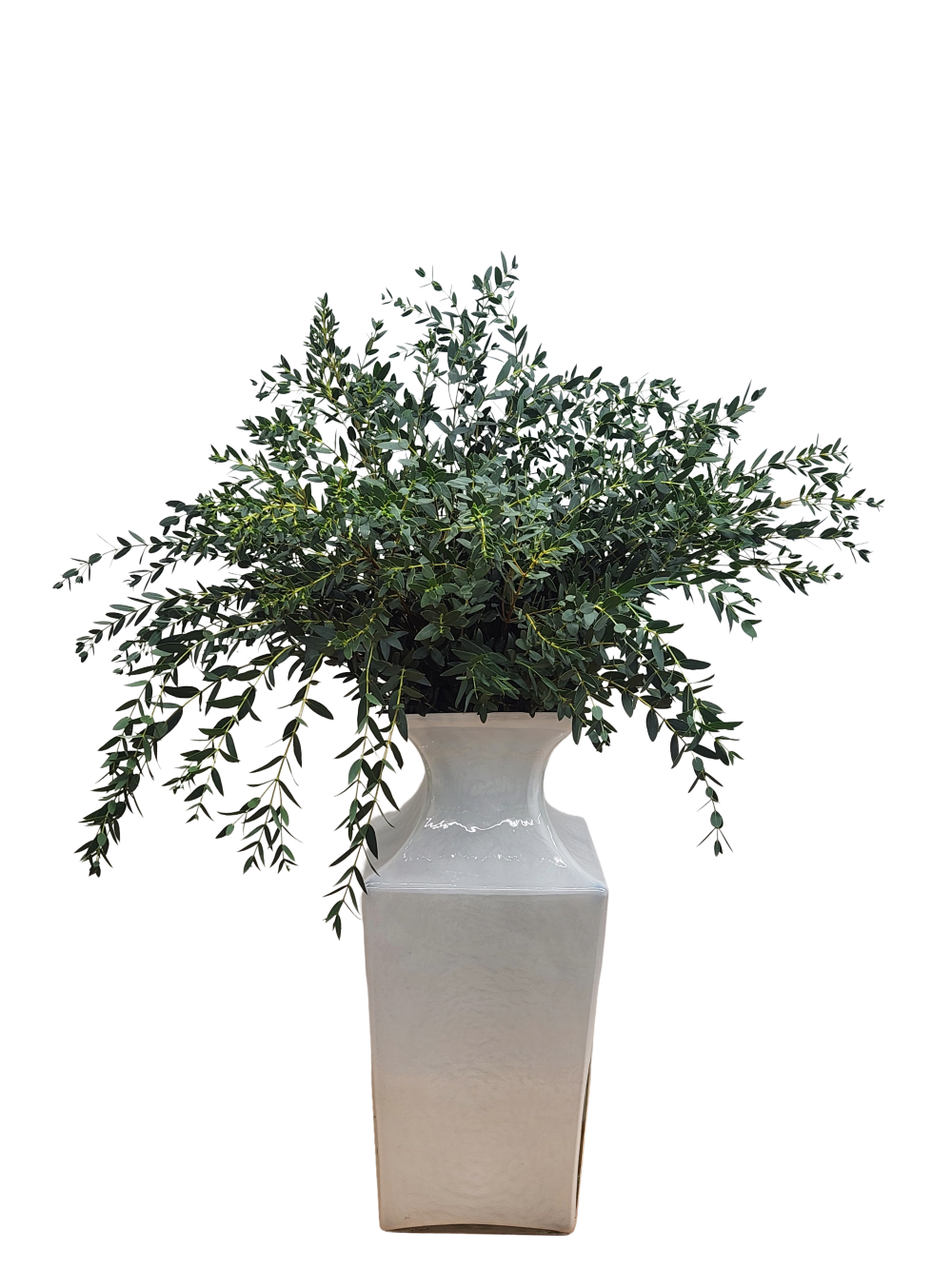 Kybean Eucalyptus Parvifolia | Suncoast Botanicals