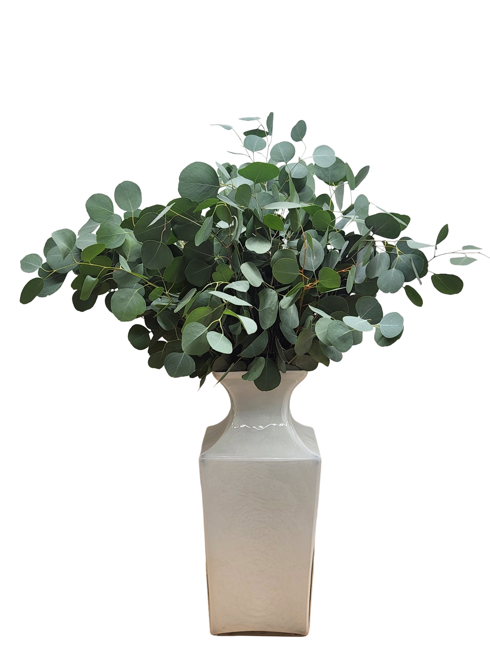 Silver Dollar Blue Box Eucalyptus Baueriana | Suncoast Botanicals