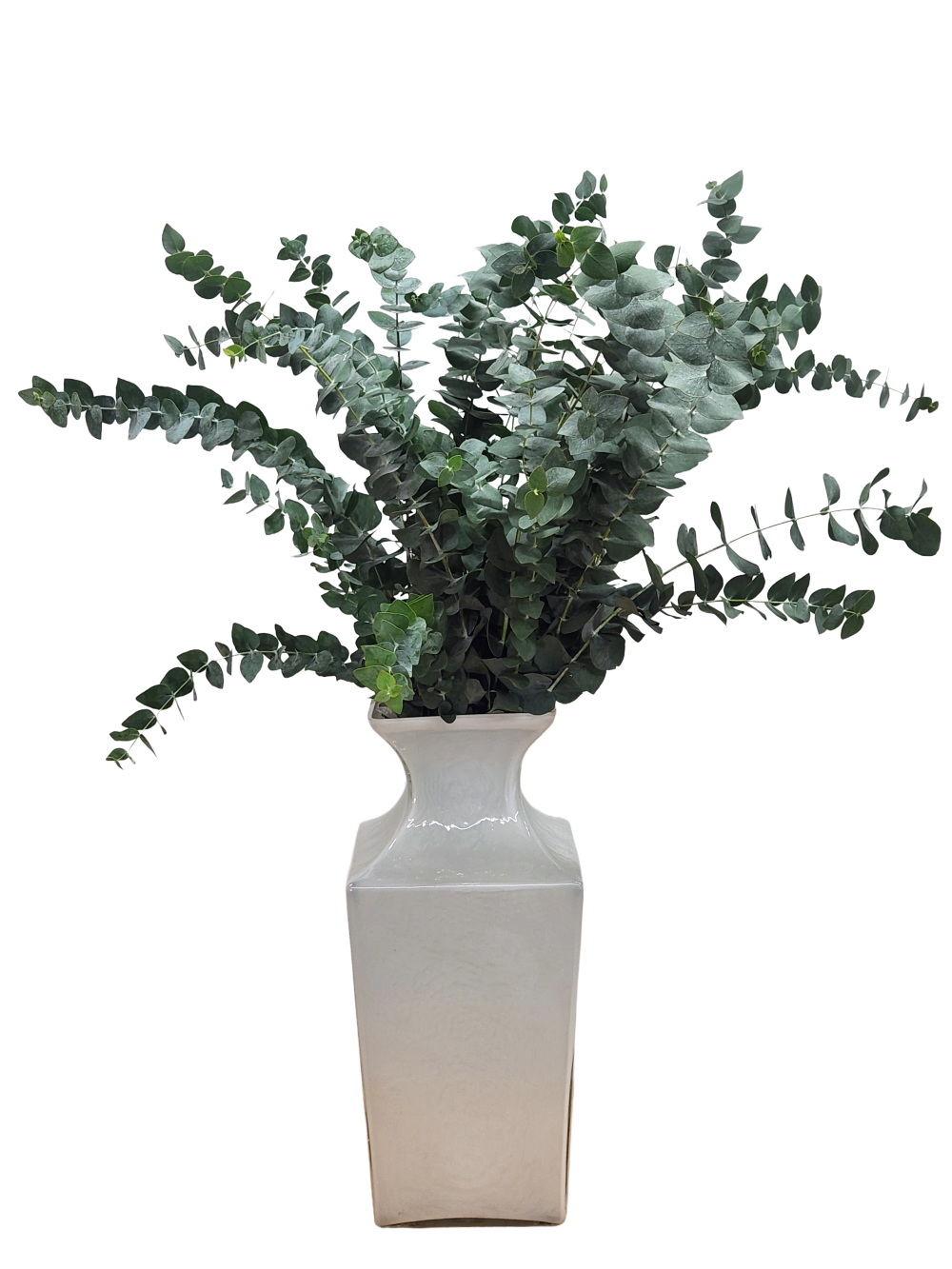 True Blue Eucalyptus Globulus | Suncoast Botanicals