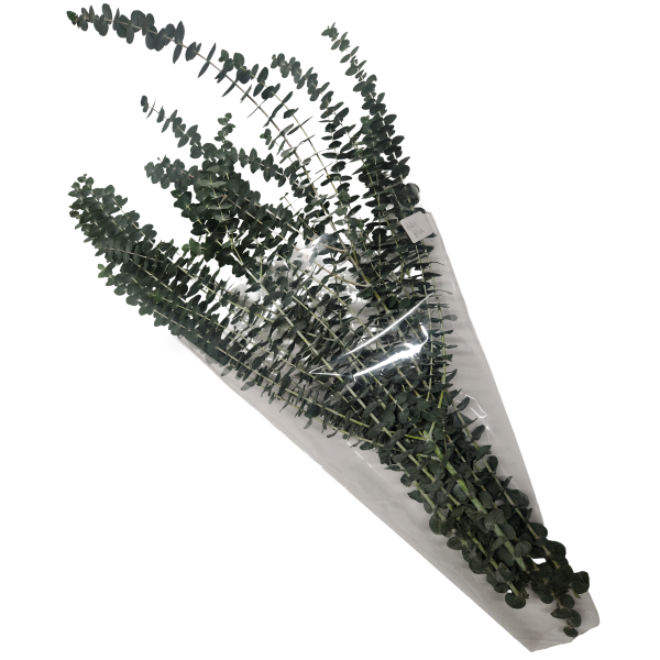 Fresh Baby Blue eucalyptus Sprigs Packaged | Suncoast Botanicals
