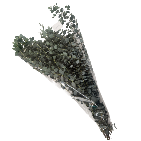 Gunni Eucalyptus Package | Suncoast Botanicals