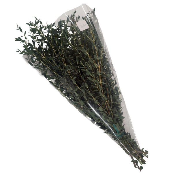 suncoastbotanicals fresheucalyptuspacked november 27, 2025 large 3 gunni