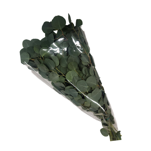 suncoastbotanicals fresheucalyptuspacked november 27, 2025 large 5 silverdollar