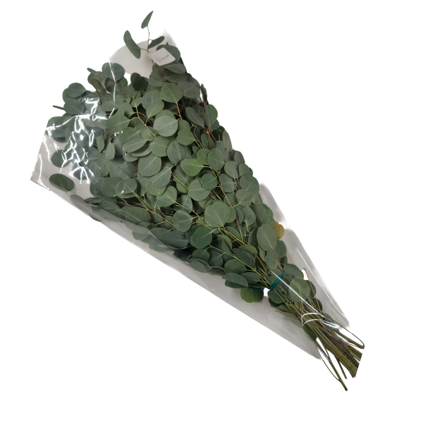 Silver Dollar Diamond Eucalyptus - Packed | Suncoast Botanicals