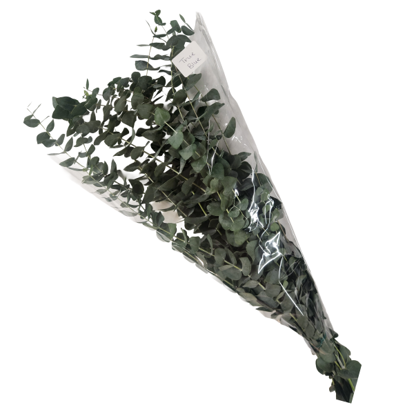 suncoastbotanicals fresheucalyptuspacked trueblue