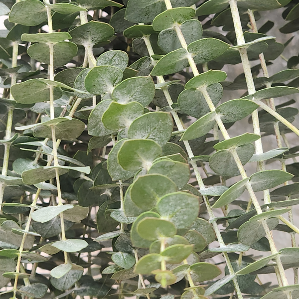 Baby Blue Eucalyptus | Suncoast Botanicals