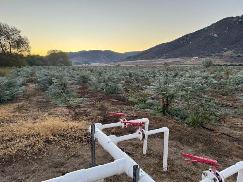 Sustainable Irrigation for Eucalyptus in Escondido, CA | Suncoast Botanicals