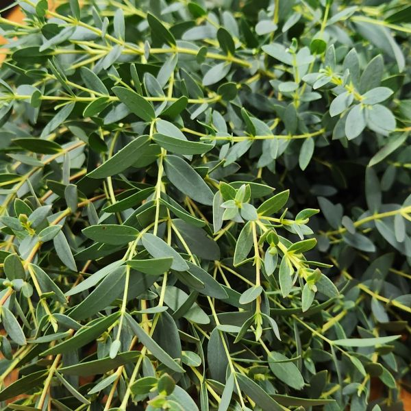 Parvifolia Eucalyptus Closeup | Suncoast Botanicals
