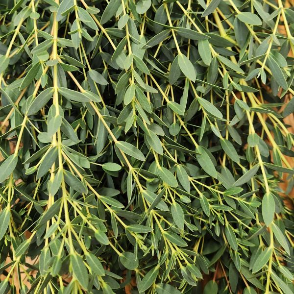 Parvifolia Eucalyptus | Suncoast Botanicals