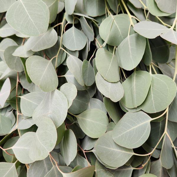 Silver Dollar Diamond Eucalyptus Closeup | Suncoast Botanicals