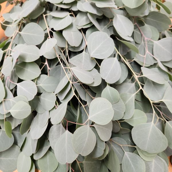 Silver Dollar Diamond Eucalyptus | Suncoast Botanicals