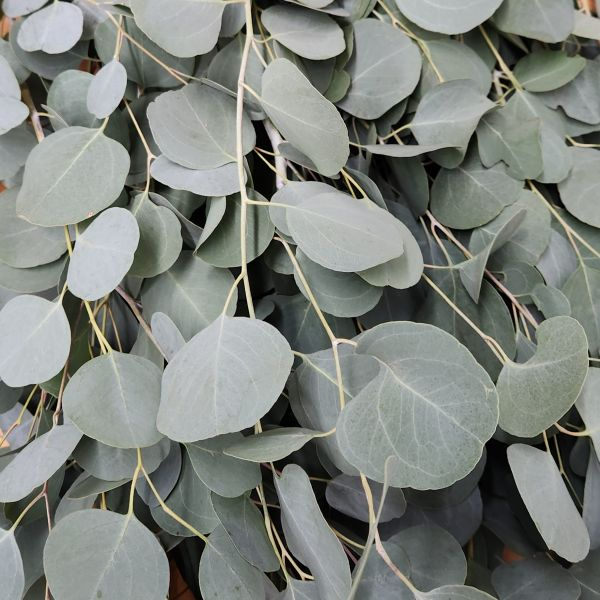 Silver Dollarb Bue Box Eucalyptus | Suncoast Botanicals