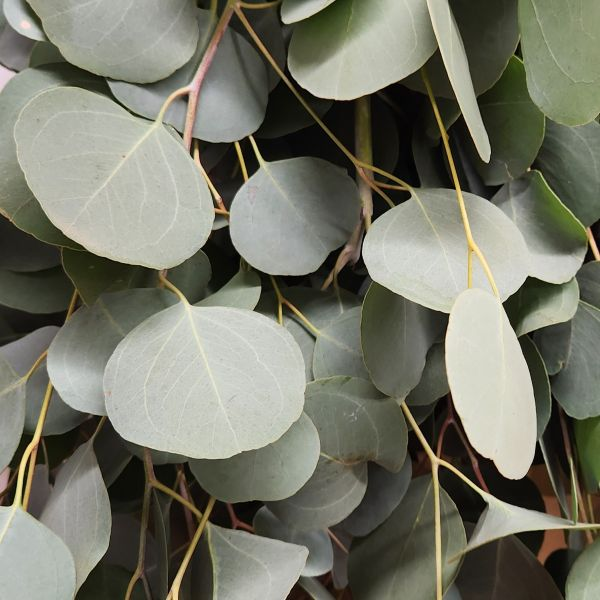 suncoastbotanicals silverdollarblueboxeucalyptus closeup2