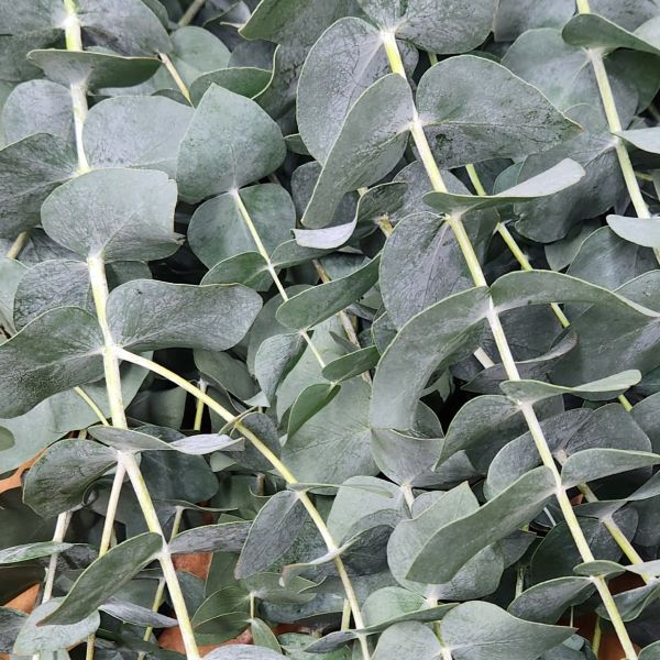 suncoastbotanicals trueblueeucalyptus2