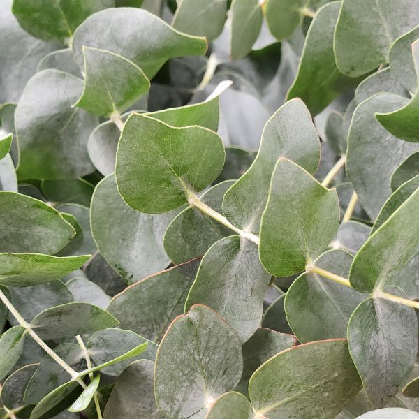 suncoastbotanicals trueblueeucalyptuscloseup600