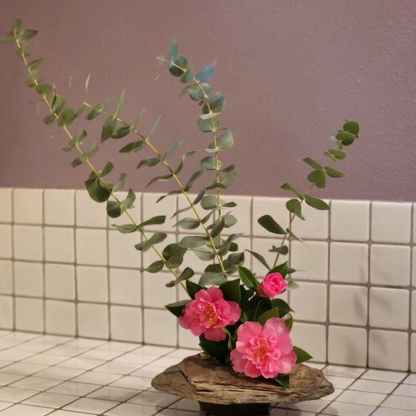 suncoastbotanicals trueblueeucalyptusjapanesevignette1