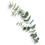 Fresh Eucalyptus Sprig | Suncoast Botanicals