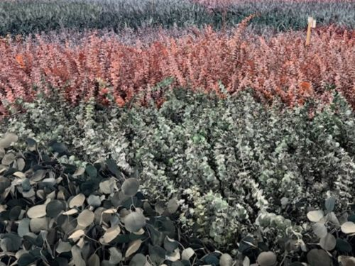 Preserved Baby Blue Eucalyptus | Suncoast Botanicals
