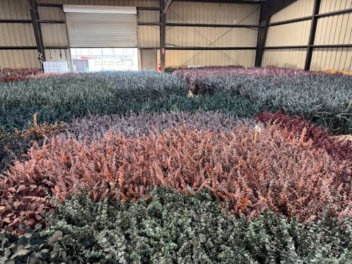 suncoastbotanicals babybluepreserving2