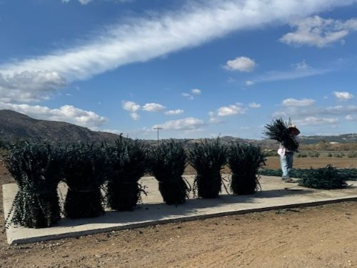 suncoastbotanicals babyblueprocessing