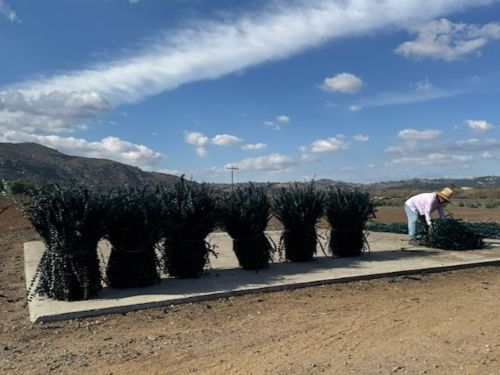 Preparing Preserved Baby Blue Eucalyptus | Suncoast Botanicals
