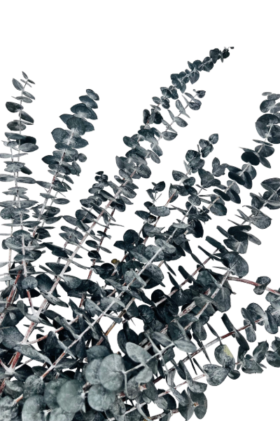 Frosted Black Preserved Eucalyptus - closeup | Suncoast Botanicals