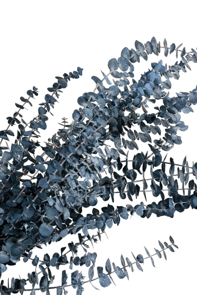 Frosted Blue Preserved Eucalyptus Closeup | Suncoast Botanicals