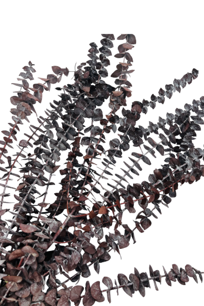 Frosted Brown Preserved Eucalyptus Closeup | Suncoast Botanicals
