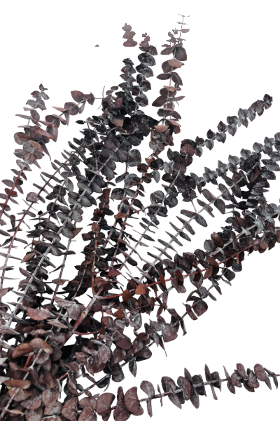 Frosted Brown Preserved Eucalyptus - Closeup | Suncoast Botanicals