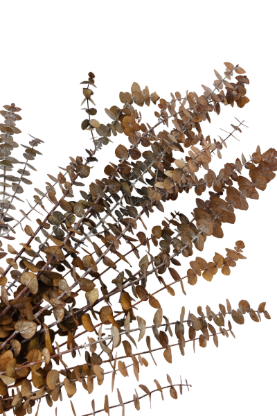 Frosted Camel Preserved Eucalyptus Closeup | Suncoast Botanicals