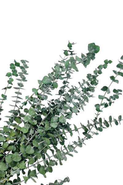 Frosted Kiwi Preserved Eucalyptus Closeup | Suncoast Botanicals