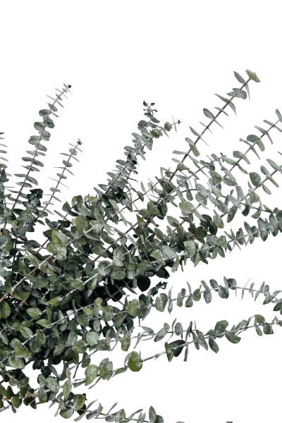 Frosted Olive Preserved Eucalyptus Closeup | Suncoast Botanicals