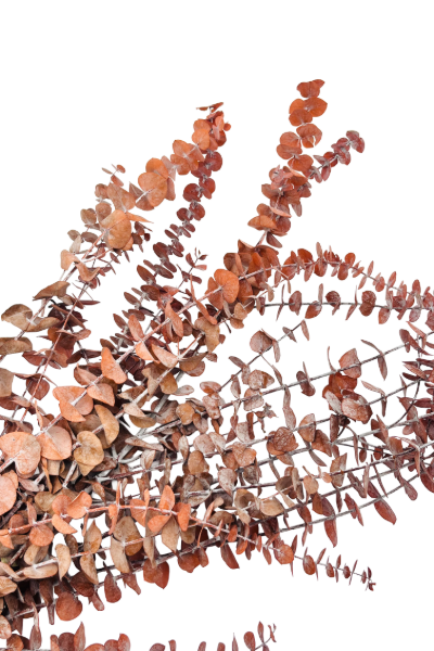 Frosted Pink Preserved Eucalyptus Closeup | Suncoast Botanicals