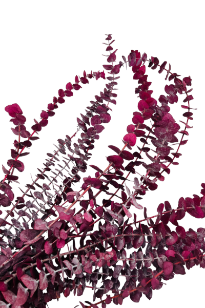 Frosted Pink Preserved Eucalyptus Closeup | Suncoast Botanicals