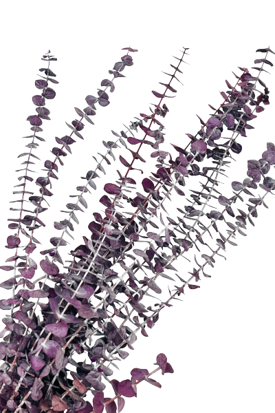 Frosted Purple Preserved Eucalyptus Closeup | Suncoast Botanicals