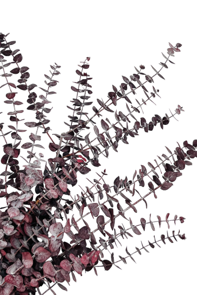 Frosted Preserved Eucalyptus Closeup - Red | Suncoast Botanicals