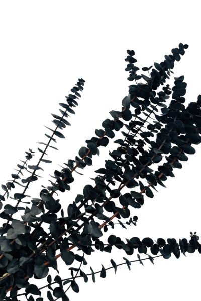 Washed Black Preserved Eucalyptus Closeup | Suncoast Botanicals