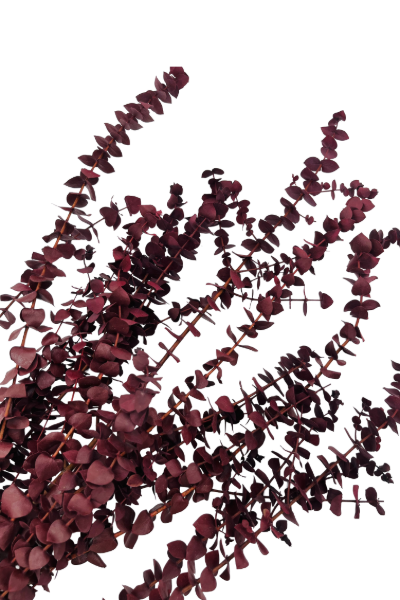 Washed Red Preserved Eucalyptus - 
Closeup | Suncoast Botanicals