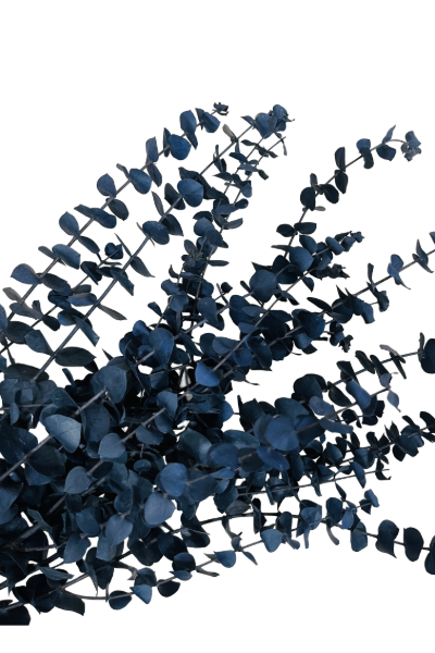 Washed Blue Preserved Eucalyptus Closeup | Suncoast Botanicals