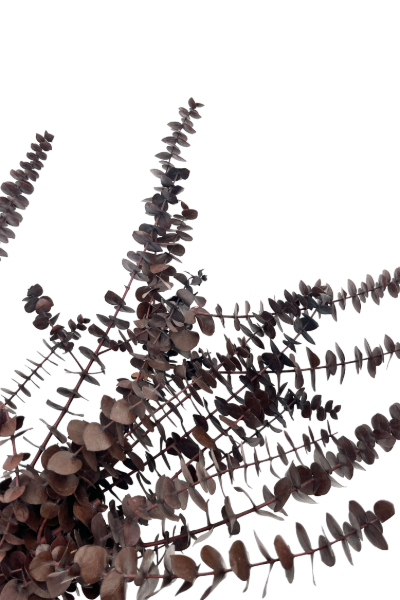 Washed Brown Preserved Eucalyptus Closeup | Suncoast Botanicals