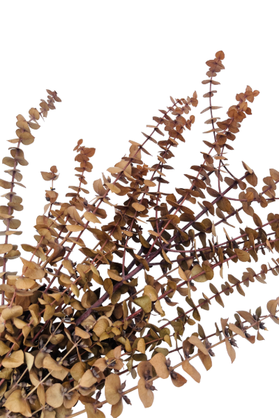 Washed Camel Preserved Eucalyptus Closeup | Suncoast Botanicals